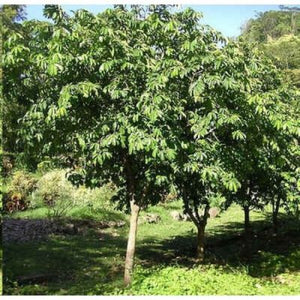 Graviola tree - Soursop tree - Guanabana tree