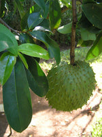 soursop leaves for graviola tea