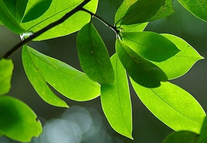 soursop leaves for graviola tea