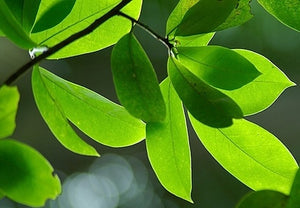 soursop leaves - graviola tea - guanabana hojas